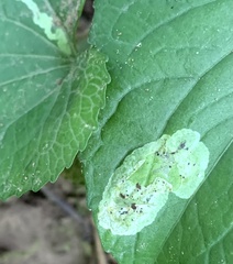 Liriomyza violivora