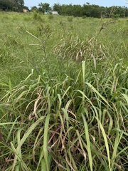 Paspalum millegranum