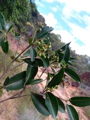 Coptosperma