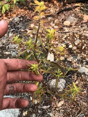 Pedicularis labradorica