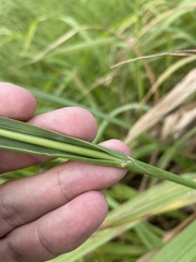 Paspalum millegranum