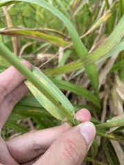 Paspalum millegranum