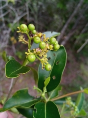 Coptosperma
