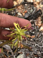 Pedicularis labradorica