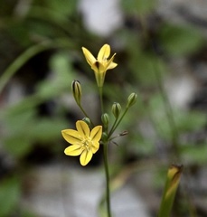Triteleia ixioides