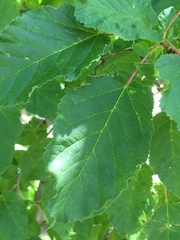 Acer tataricum