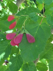 Acer tataricum