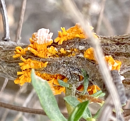 iNaturalist observation photo of coyote brush rust