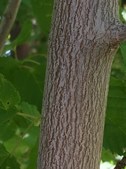 Acer tataricum