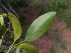 Coptosperma