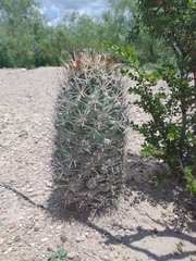 Coryphantha robustispina