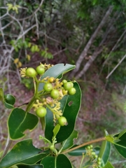 Coptosperma