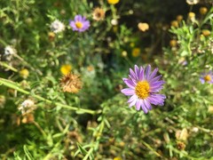 Leucosyris arida