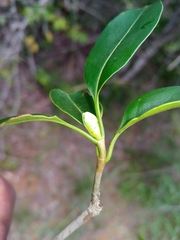 Coptosperma