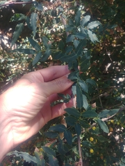 Berberidinae