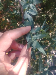 Berberidinae