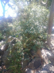 Berberidinae