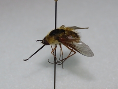 Bombylius mexicanus