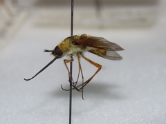 Bombylius mexicanus