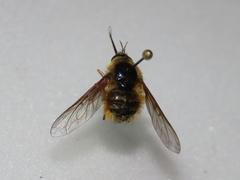 Bombylius mexicanus