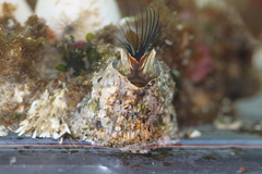 Semibalanus cariosus