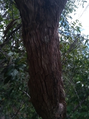 Coptosperma