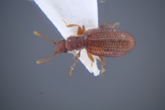 Dienerella elongata