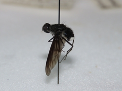 Anthrax aterrimus
