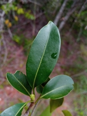 Coptosperma