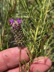 Dalea compacta