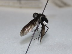 Anthrax aterrimus