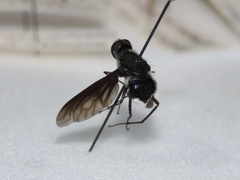 Anthrax aterrimus