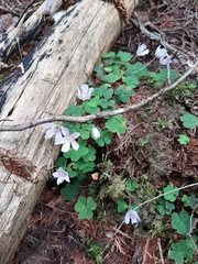 Oxalis montana image