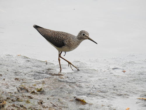 Solitary Sandpiper