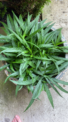 Ruellia angustifolia