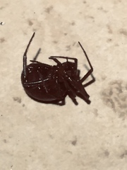 Theridiidae