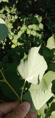 Phyllonorycter issikii