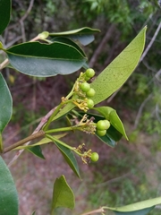 Coptosperma