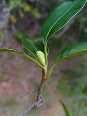 Coptosperma