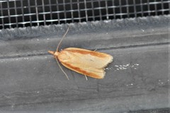 Sparganothis striata