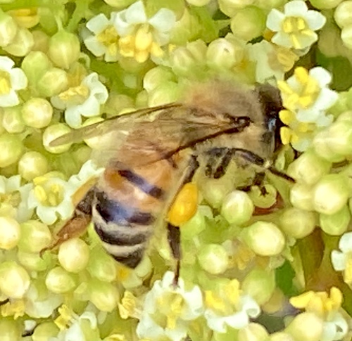 iNaturalist observation photo of Western Honey Bee