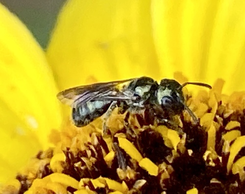 iNaturalist observation photo of Zadontomerus