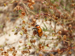 Tituboea sexmaculata