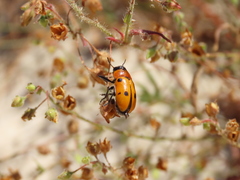 Tituboea sexmaculata