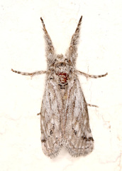 Albarracina warionis
