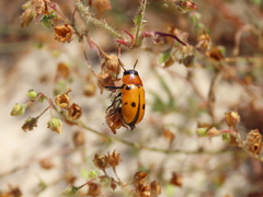 Tituboea sexmaculata
