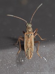 Paromius longulus
