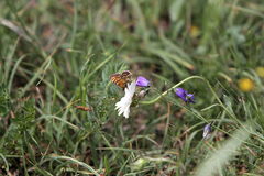 Melitaea diamina