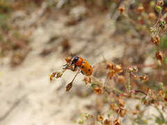 Tituboea sexmaculata