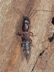 Achenomorphus corticinus